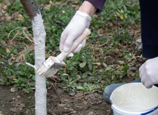 Da li je zaista potrebno KREČITI VOĆKE u proleće: Evo šta kažu stručnjaci – kada pomaže, a kada je već kasno