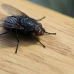 Kako se prirodno riješiti muva u domu: Jednostavan trik sa korama limuna i narandže koji stvarno djeluje