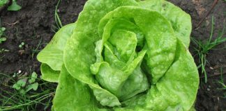 Zelena salata može izazvati i tegobe: Osobe s ovim zdravstvenim problemima bi trebale ograničiti njen unos