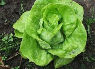 Zelena salata može izazvati i tegobe: Osobe s ovim zdravstvenim problemima bi trebale ograničiti njen unos