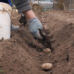 Sadnja Krompira: 3 Najveće Greške Koje MORATE Izbjeći