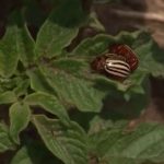 Kada sadite krompir, ubacite ovaj sastojak u zemlju: Buba zlatica neće smeti ni da priđe