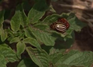 Kada sadite krompir, ubacite ovaj sastojak u zemlju: Buba zlatica neće smeti ni da priđe