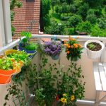 Balkon vam GORI NA SUNCU? Ne bacajte p@re na skupo cveće, OVE BILJKE BUJAJU NA 40 STEPENI – što je veća žega, to su lepše!
