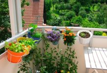 Balkon vam GORI NA SUNCU? Ne bacajte p@re na skupo cveće, OVE BILJKE BUJAJU NA 40 STEPENI – što je veća žega, to su lepše!