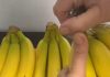 EVO KAKO DA VAM BANANE NE POCRNE I TRAJU ČAK GODINU DANA: