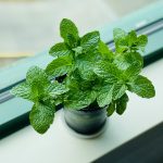 Držite ih u blizini prozora: Ove biljke će otjerati pauke i druge insekte iz vašeg doma