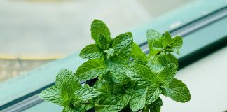 Držite ih u blizini prozora: Ove biljke će otjerati pauke i druge insekte iz vašeg doma