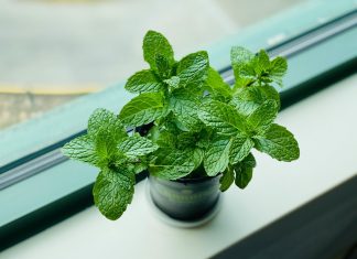 Držite ih u blizini prozora: Ove biljke će otjerati pauke i druge insekte iz vašeg doma
