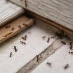 Mravi će pobjeći u sekundi od ovog voća: Svi ga imaju kod kuće, a oni ga ne podnose