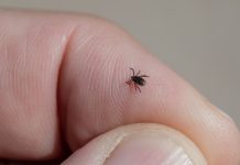 SA LEPIM VREMENOM STIŽU I KRPELJI! Evo kako bezbedno da ih izvadite kod kuće, jednu stvar nikako ne smete da radite