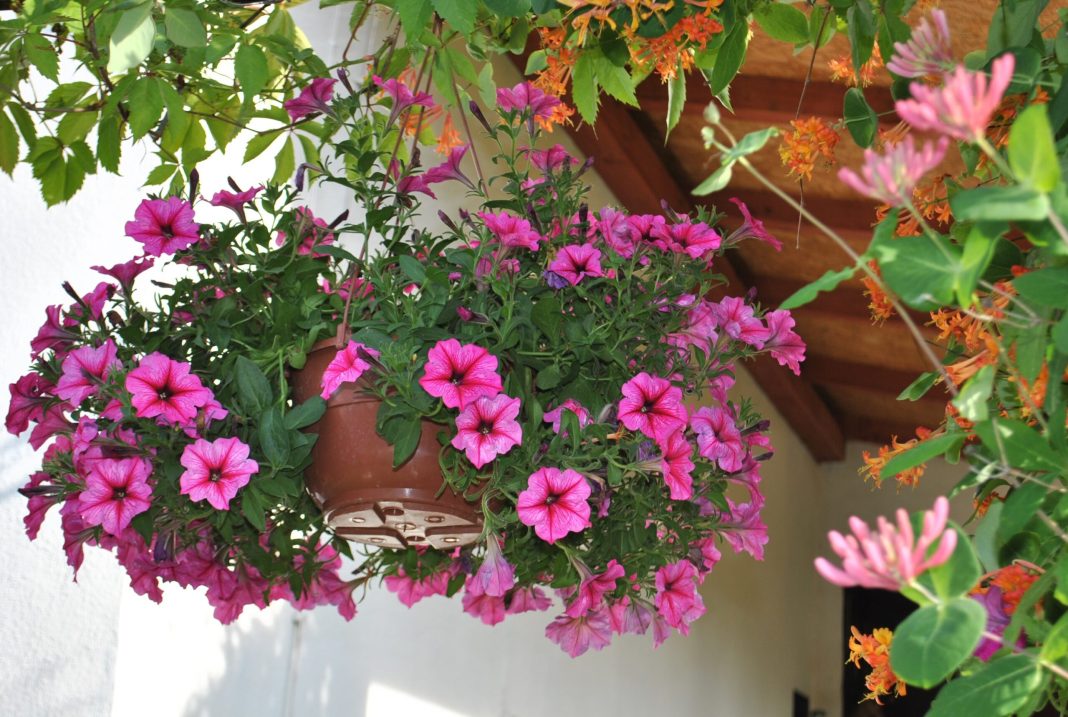 melete-flowers-2195687-scaled